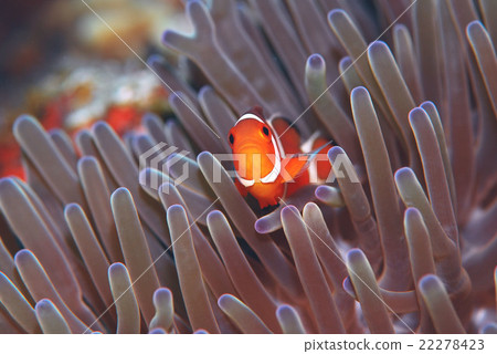 Clown anemonefish 22278423
