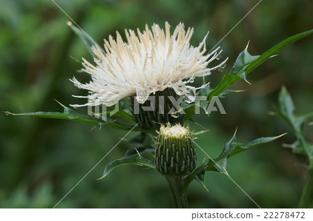 Thistle Thistle 22278472