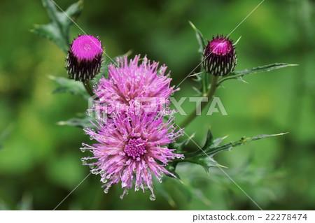 Thistle Thistle 22278474
