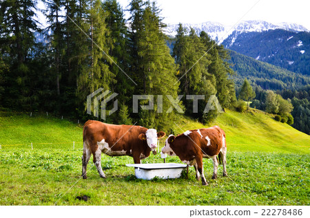 Santa Maddalena (Italy, South Tyrol) 22278486