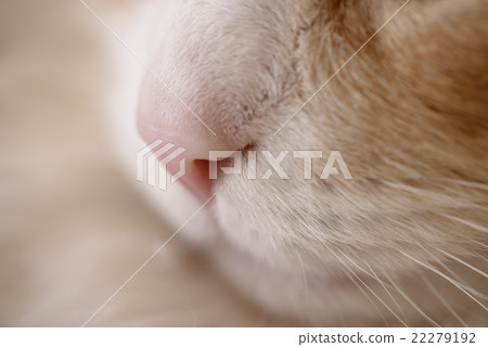 Cat's nose and mouth Cat's nose and mouth 22279192