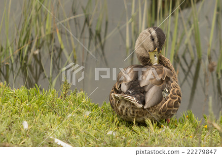 Wild Mallard duck bird, Anas platyrhynchos Wild Mallard duck bird, Anas platyrhynchos 22279847
