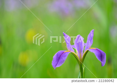 Affiliation 22280042