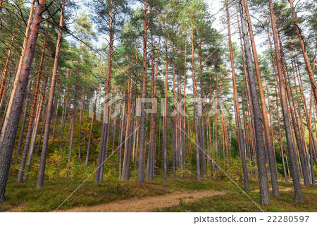 Forest landscape, footpath and pine trees Forest landscape, footpath and pine trees 22280597