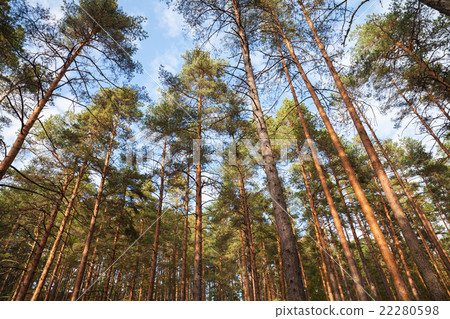 European forest landscape, wild pine trees European forest landscape, wild pine trees 22280598
