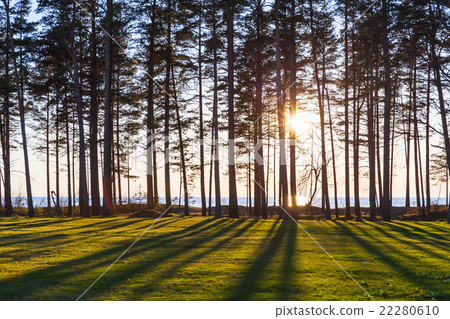 Sun is shining trough trees on the coast Sun is shining trough trees on the coast 22280610