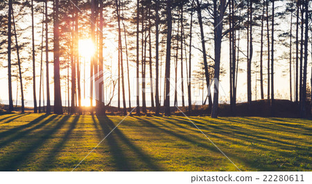 Sun is shining trough trees, blurred background Sun is shining trough trees, blurred background 22280611