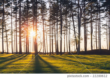Sun is shining trough pine trees on sea coast Sun is shining trough pine trees on sea coast 22280612