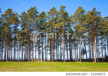 Pine trees grow on the coast of the Baltic Sea 22280613