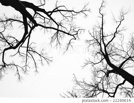Old leafless bare trees isolated on white sky Old leafless bare trees isolated on white sky 22280614