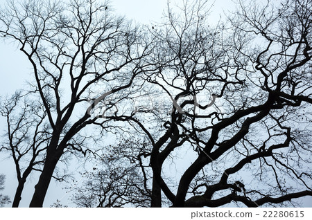 Old leafless bare trees over blue sky Old leafless bare trees over blue sky 22280615