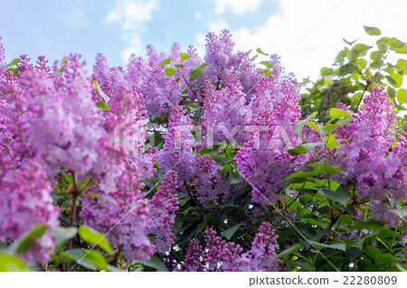 lilac flower. with sky background. lilac flower. with sky background. 22280809