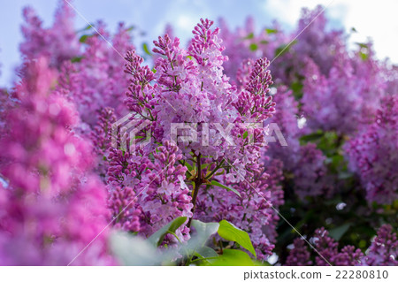 lilac flower. with sky background. lilac flower. with sky background. 22280810