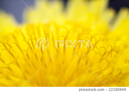 dandelion flower closeup 22280949