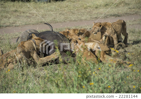 Africa Serengeti National Park Lion Meal time Africa Serengeti National Park Lion Meal time 22281144