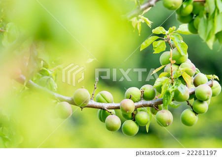 我不知道詳細類型Ome Shinkansen青梅山青梅加字符空間 我不知道詳細類型Ome Shinkansen青梅山青梅加字符空間 22281197