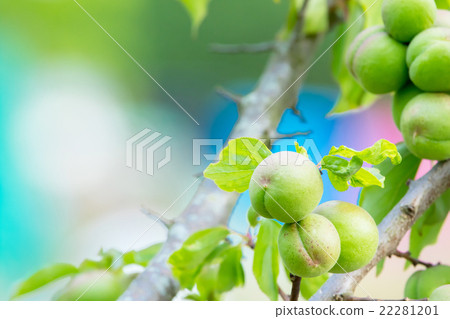 I do not know the type in detail Ome Shinkansen Ome mountain Ome plus character space I do not know the type in detail Ome Shinkansen Ome mountain Ome plus character space 22281201