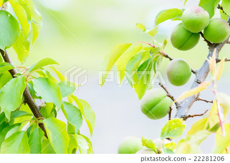我不知道詳細類型Ome Shinkansen青梅山青梅加字符空間 22281206