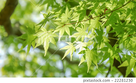 Fresh green Fresh green 22281230