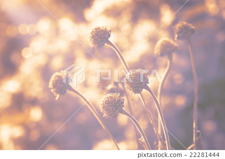 Blur dried flowers (vintage style). 22281444