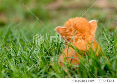 Kitten,cat on the grass 22281483