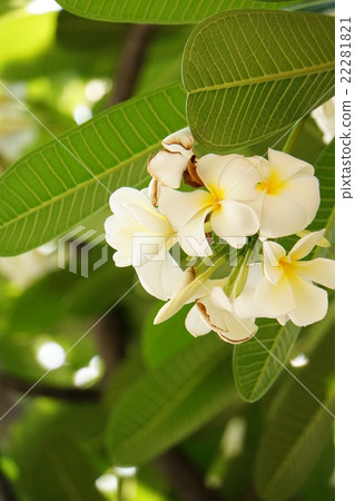 雞蛋花(雞蛋花) 雞蛋花(雞蛋花) 22281821