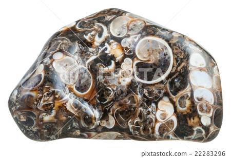 tumbled turritella agate (jasper) gemstone 22283296