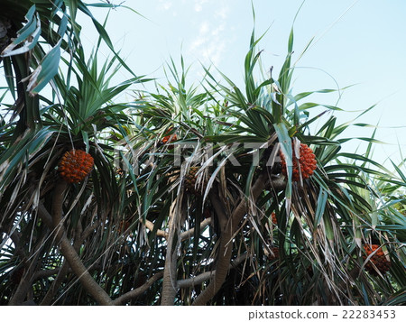 Orange tree fruit made in adan who grows a lot on Fusaki Beach in Ishigaki-jima Island, Okinawa 22283453