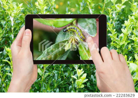 farmer photographs larva of insect pest on boxwood farmer photographs larva of insect pest on boxwood 22283629