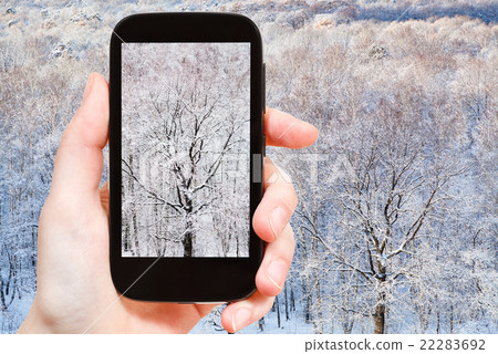 tourist photographs bare oak tree in frozen forest 22283692