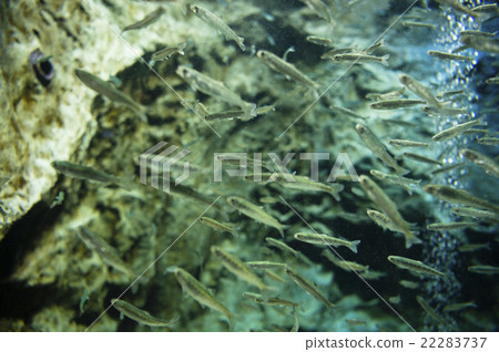 三文魚炒 22283737