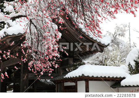 Red sea and snow of Shiroyama city Narcissus gates 22283878