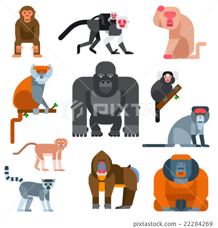 Monkey vector illustration 22284269
