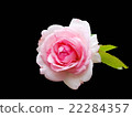 ROSE 22284357