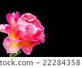 ROSE 22284358