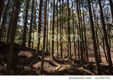 Scenery of trees in Fukuchi Valley (Shiso city, Hyogo prefecture) 22284783