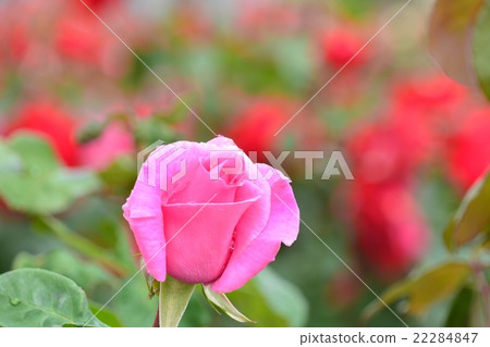 Roses 22284847
