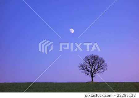 Deciduous tree and spring grassland night view image material Deciduous tree and spring grassland night view image material 22285128