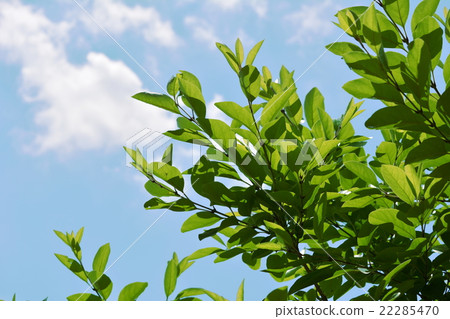 Blue sky and fresh green, Hutsubutago, Nanja Monja tree 22285470