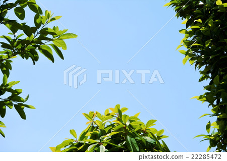 Blue sky and fresh green, to the left Hitotsubatago (Nanja Monja), Bottom Yuzuriha, Right Otomebaki 22285472