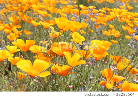 Poppy Poppy 22285504