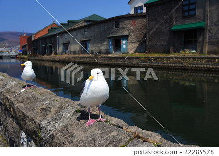 Seagull standing near otaru canal Seagull standing near otaru canal 22285578