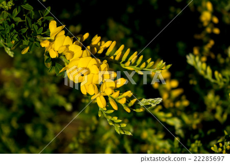 Himeenishida Himeenishida 22285697