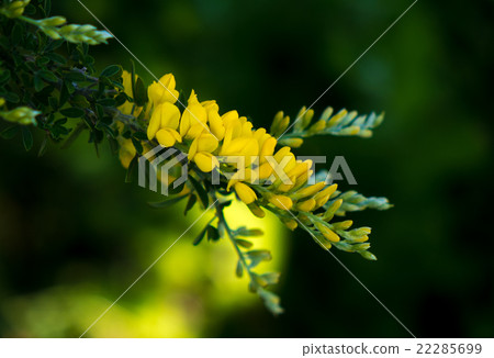 Himeenishida Himeenishida 22285699