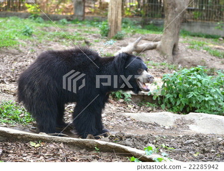 sloth bear 22285942