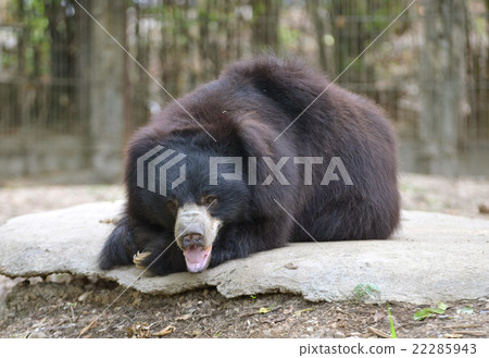 sloth bear 22285943