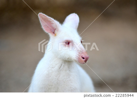 albino wallaby 22285944