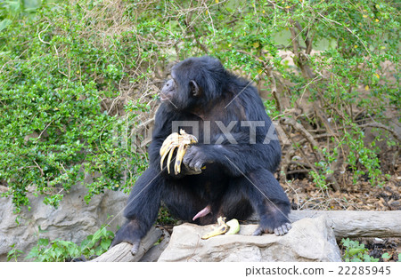 chimpanzee 22285945