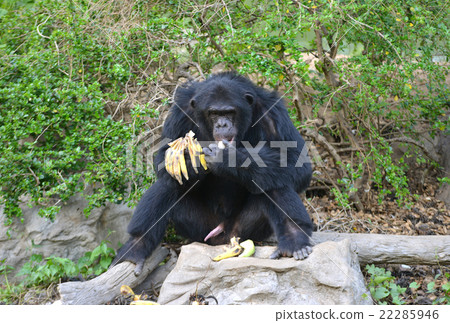 chimpanzee chimpanzee 22285946