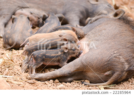 wild boar feeding their baby wild boar feeding their baby 22285964